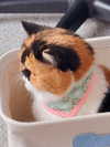 mewisa Altpins Profile Picture
