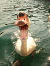 tooonytoony Altpins Profile Picture