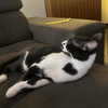 ambrzinha666 Altpins Profile Picture