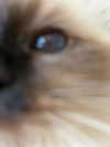 kasumi_sen Altpins Profile Picture