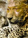laylafleet1 Altpins Profile Picture
