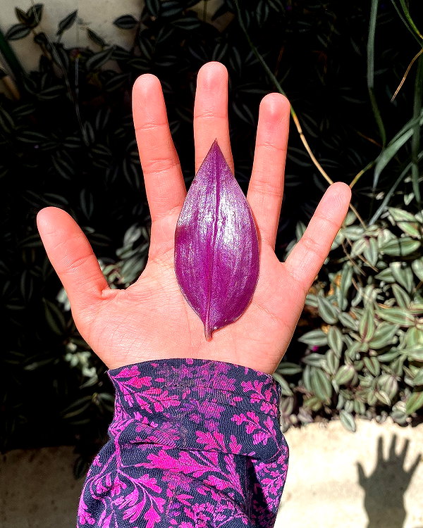 petite.carrot instagram image archive image