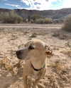 mileycyrus Altpins Profile Picture