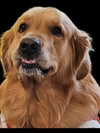 muze Altpins Profile Picture