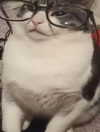 ellaexplicit_ Altpins Profile Picture