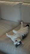 livindeadyaz Altpins Profile Picture