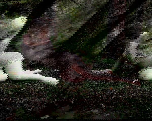 ratskeleton ratskeleton archive image