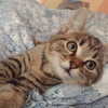nishymoon_ Altpins Profile Picture