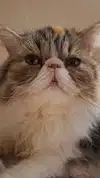 mirekyarahire Altpins Profile Picture