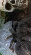 pavuk1_0 Altpins Profile Picture