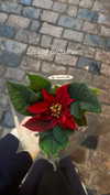 ptpchik Altpins Profile Picture