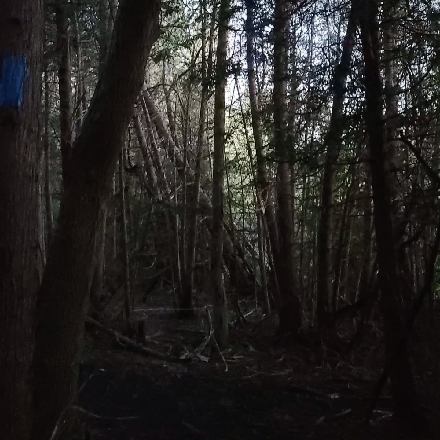 xombunni instagram image archive image