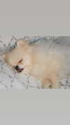 imshigh_ Altpins Profile Picture