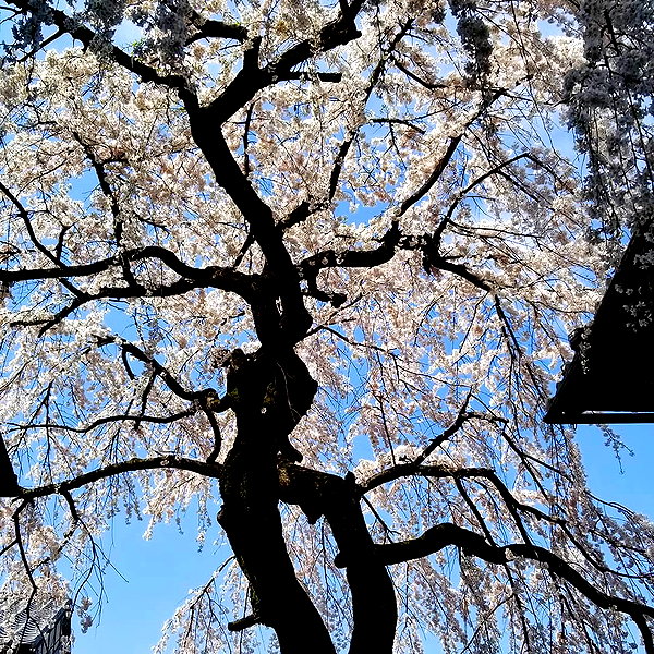 muze instagram image archive image
