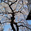 muze Altpins Profile Picture