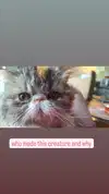 mirekyarahire Altpins Profile Picture