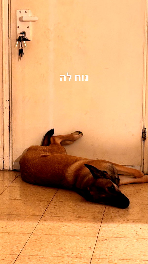 alma.almog instagram image archive image