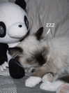 m3oww0_o Altpins Profile Picture