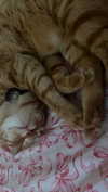 schnuckell Altpins Profile Picture