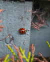 jahia_brown Altpins Profile Picture