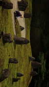 liron_haas Altpins Profile Picture