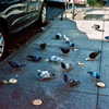 bugz4brainz Altpins Profile Picture