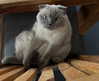 drowsylio Altpins Profile Picture