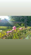 elizabethcampbelljones Altpins Profile Picture