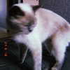 owlydiaa Altpins Profile Picture