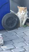 ptpchik Altpins Profile Picture