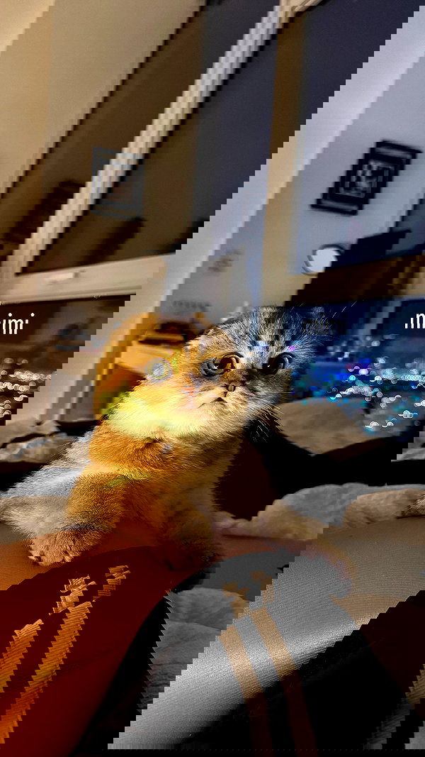 nevaaadaa nevaaadaa archive image