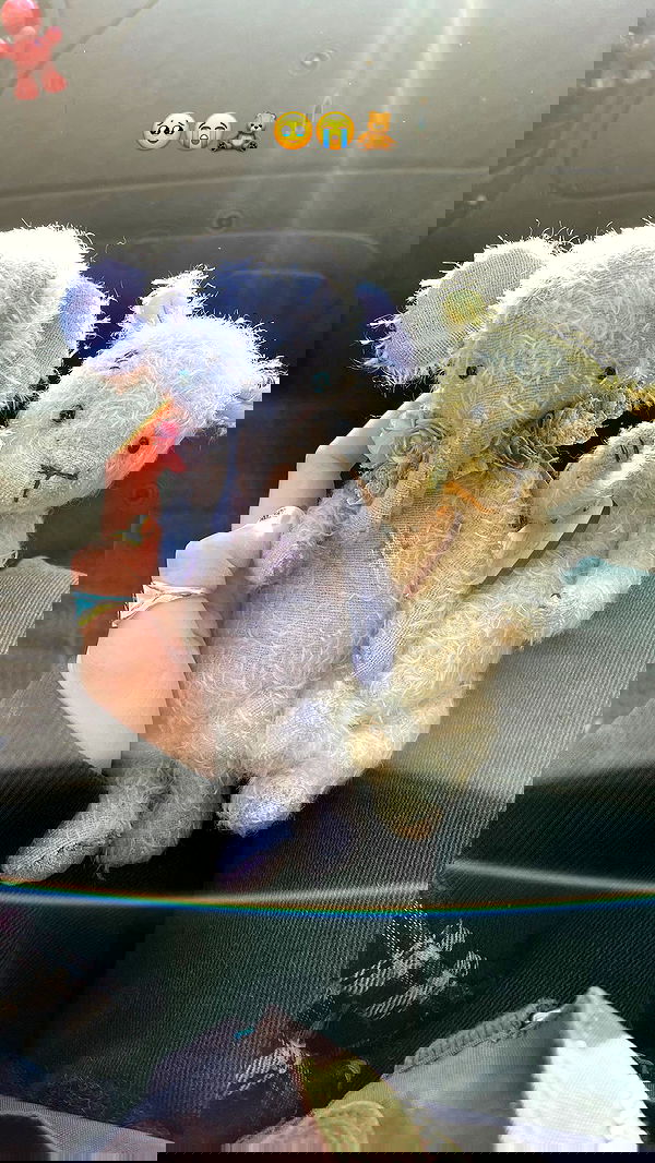 _femalien image ~ Altpins