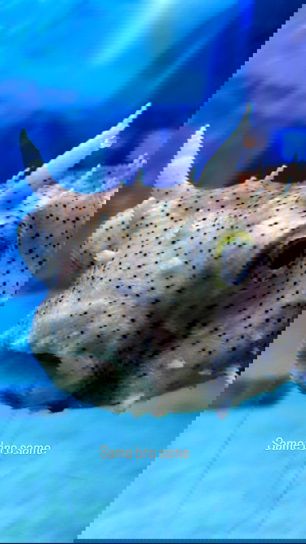 natalllluli natalllluli archive image