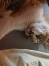 cata.leyah Altpins Profile Picture