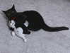 catl0verr69 Altpins Profile Picture