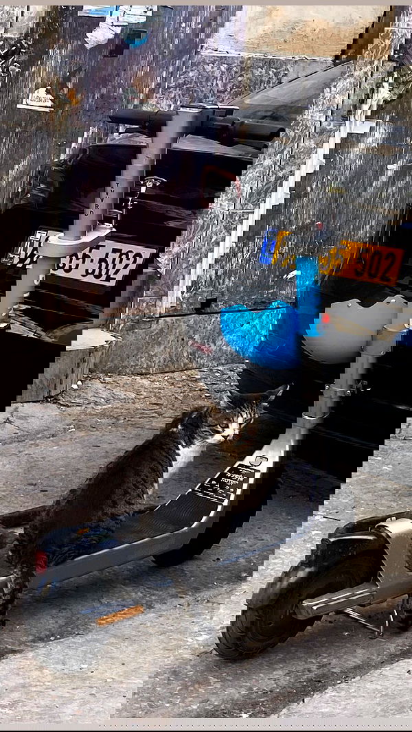 rose_xanne rose_xanne archive image