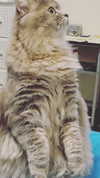 _mashachka_ Altpins Profile Picture