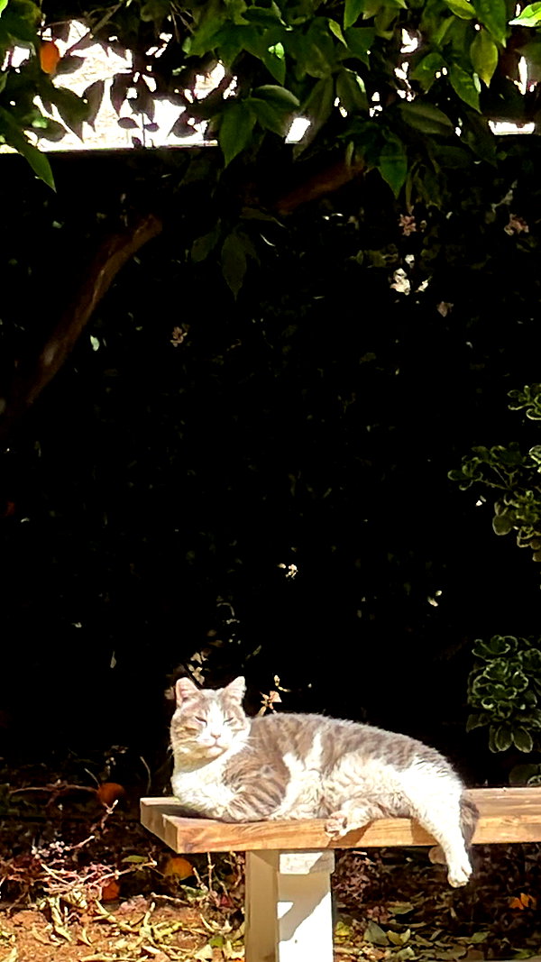 dante_yangpa dante_yangpa archive image