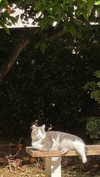 dante_yangpa Altpins Profile Picture
