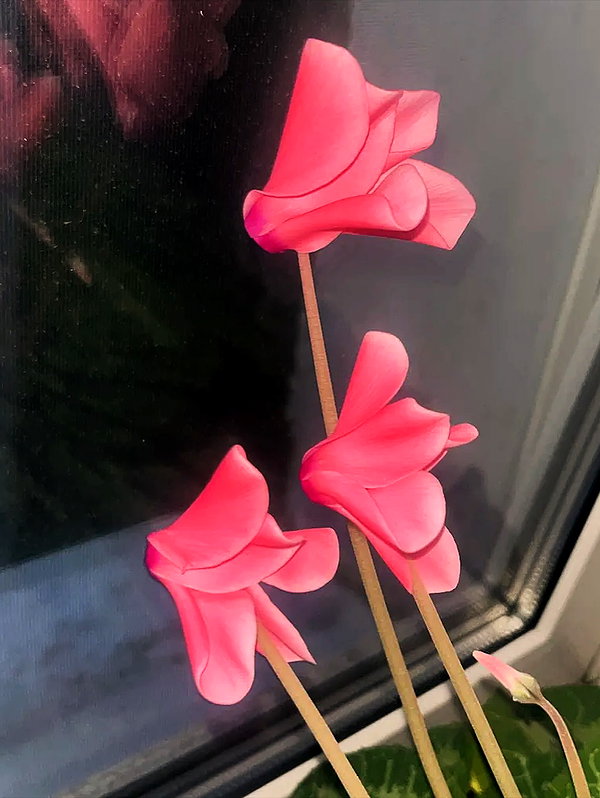 aseynat0r instagram image archive image
