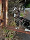 jahia_brown Altpins Profile Picture