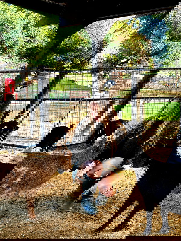 carolinezalog carolinezalog archive image