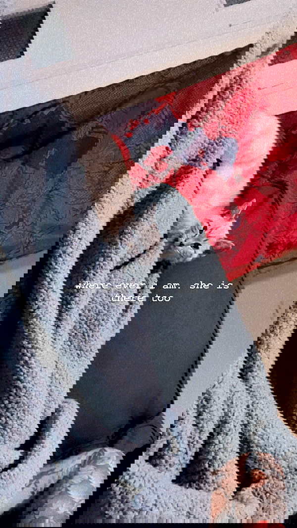 suikomuu suikomuu archive image