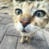 dwpolin Altpins Profile Picture