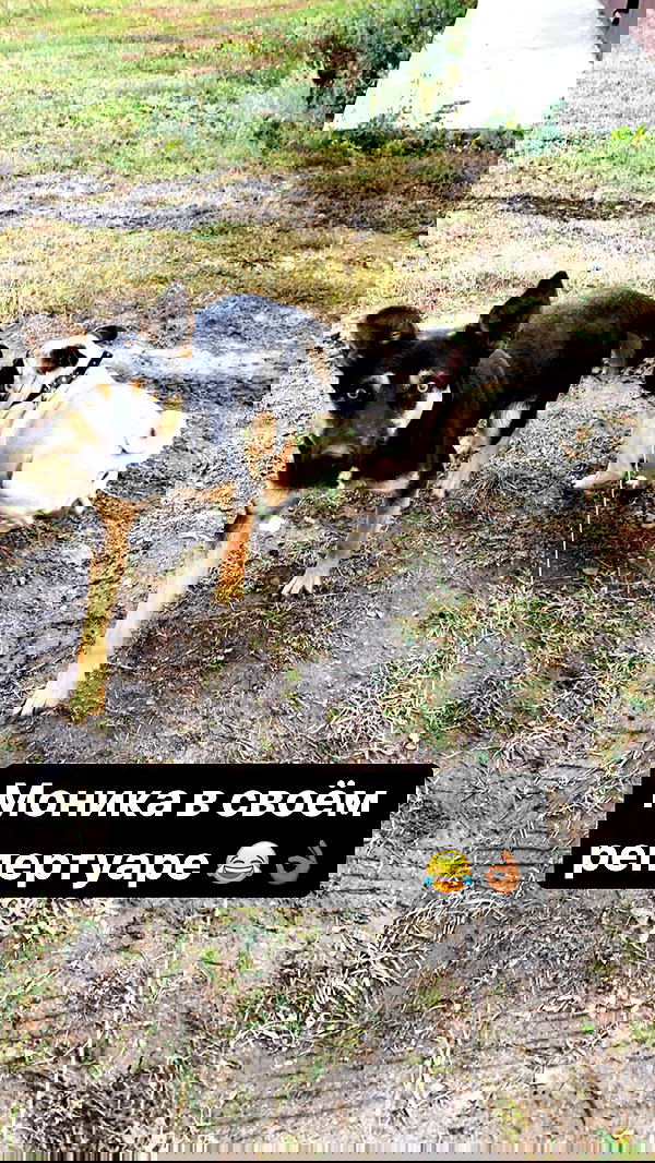 nyityam nyityam archive image