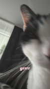 shawtysuzi Altpins Profile Picture