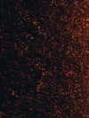 shakira Altpins Profile Picture