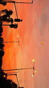 maori_cohen Altpins Profile Picture