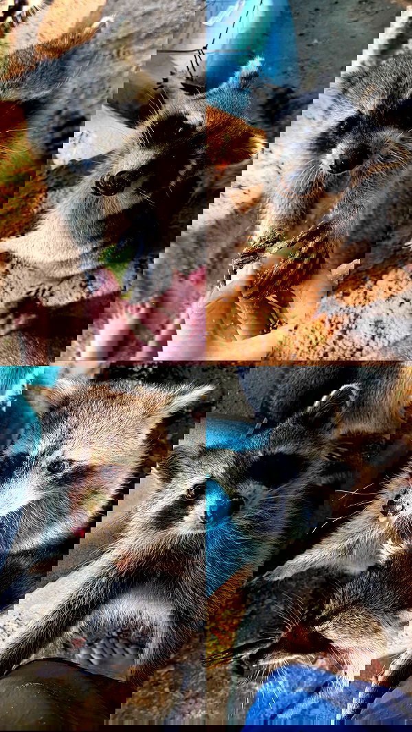 biton__adi biton__adi archive image