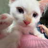 llofreaki Altpins Profile Picture